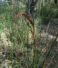 Machaerina articulata