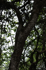 Qualea