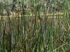 Machaerina articulata