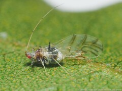 Drepanaphis acerifoliae