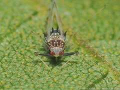 Drepanaphis acerifoliae
