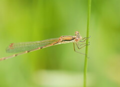 Austrolestes analis
