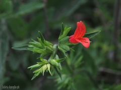 Dicliptera squarrosa