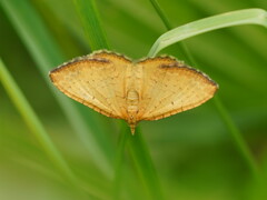 Chrysolarentia correlata
