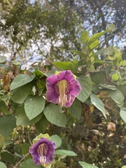 Cobaea scandens