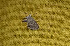 Hemiargus ceraunus