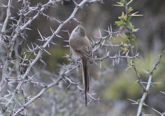 Leptasthenura aegithaloides