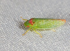 Gyponana octolineata