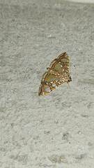 Glyphodes sibillalis