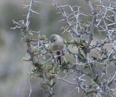 Leptasthenura aegithaloides