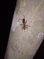 Ectatomma tuberculatum