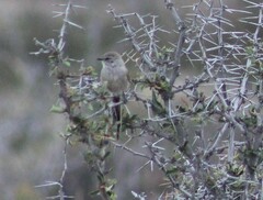 Leptasthenura aegithaloides