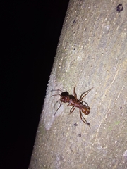 Ectatomma tuberculatum