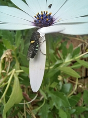 Odontomyia hunteri