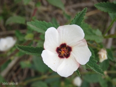 Pavonia betonicaefolia