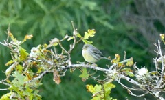 Serinus canaria canaria