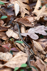 Thamnophis saurita saurita