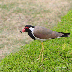 Vanellus indicus indicus
