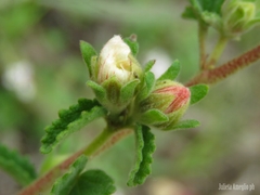 Pavonia betonicaefolia
