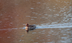 Anas crecca carolinensis