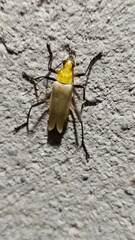 Chauliognathus cinguliventris