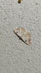 Argyrotome melae