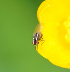 Poecilohetaerus aquilus