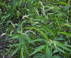 Persicaria lapathifolia