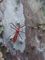 Ricolla quadrispinosa