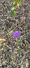 Ruellia californica