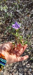 Ruellia californica