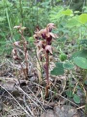 Corallorhiza striata