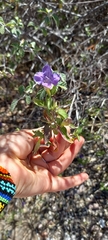 Ruellia californica