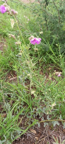 Image of Mirabilis glabrifolia by (c) Norma Piedra, some rights reserved (CC BY)