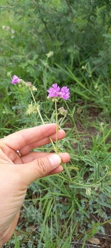 Image of Mirabilis glabrifolia by (c) Norma Piedra, some rights reserved (CC BY)