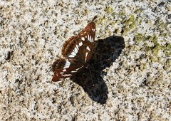 Limenitis doerriesi