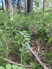 Hedysarum sulphurescens