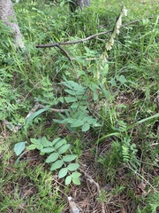 Hedysarum sulphurescens