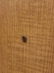 Enoclerus ichneumoneus