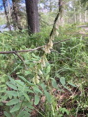 Hedysarum sulphurescens