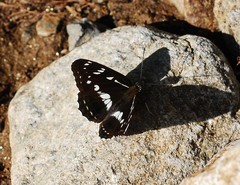 Limenitis helmanni