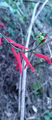 Salvia elegans