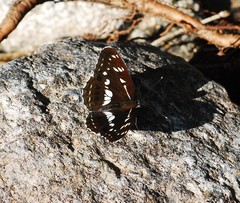 Limenitis helmanni