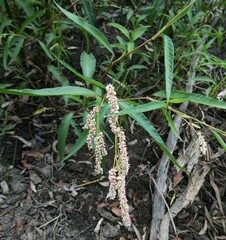 Persicaria lapathifolia