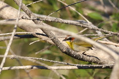 Basileuterus rufifrons
