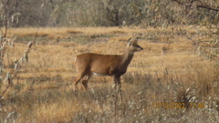 Odocoileus virginianus