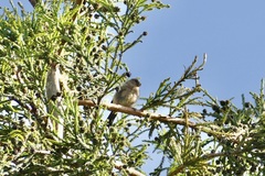 Pyrrhula murina