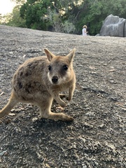 Petrogale mareeba