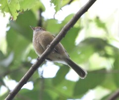 Hylophilus amaurocephalus