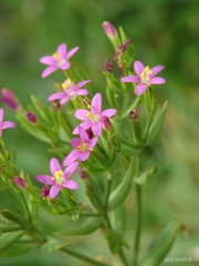 Centaurium